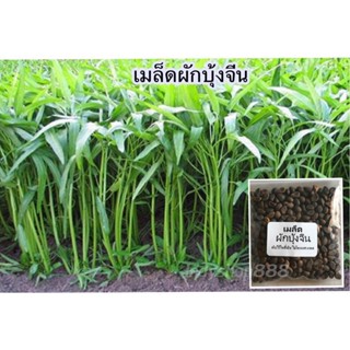 ผลิตภัณฑ์ใหม่ เมล็ดพันธุ์ เมล็ดพันธุ์ ผักบุ้งจีน ผักสวนครัว 20 กรัม [10 แถม 1 คละได้] WDJ5 คละ สวนครัว/สวนครัว็ด BDZA