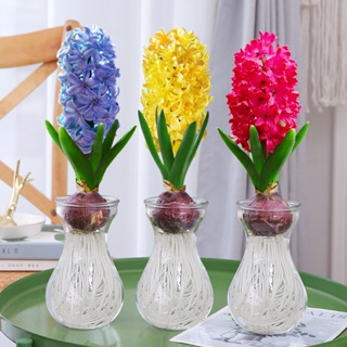 Hyacinth seed ball hydroponic set indoor narcissus seed ball