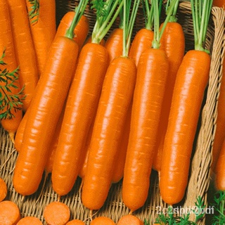 ผลิตภัณฑ์ใหม่ เมล็ดพันธุ์ จุดประเทศไทย ❤Fast Germination 200pcs Carrot Seeds for Sale Vegetable Plants Seed Veg /ขายดี F