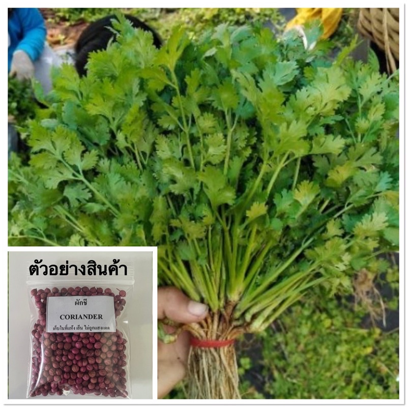 รูปภาพสินค้าแรกของเมล็ดผักชี 10 กรัม ห่อใหญ่ได้เยอะ งอกดีมาก ผักชีไทย