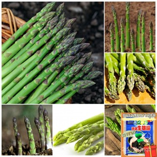 （คุณภาพสูง เมล็ด）50pcs Asparagus seeds ทำสวน เมล็ดพันธุ์ผัก ต้นไม้มงคล บอนไซ ต้นพันธุ์ผลไม้ พ/ง่าย ปลูก สวนครัว /สวนครัว