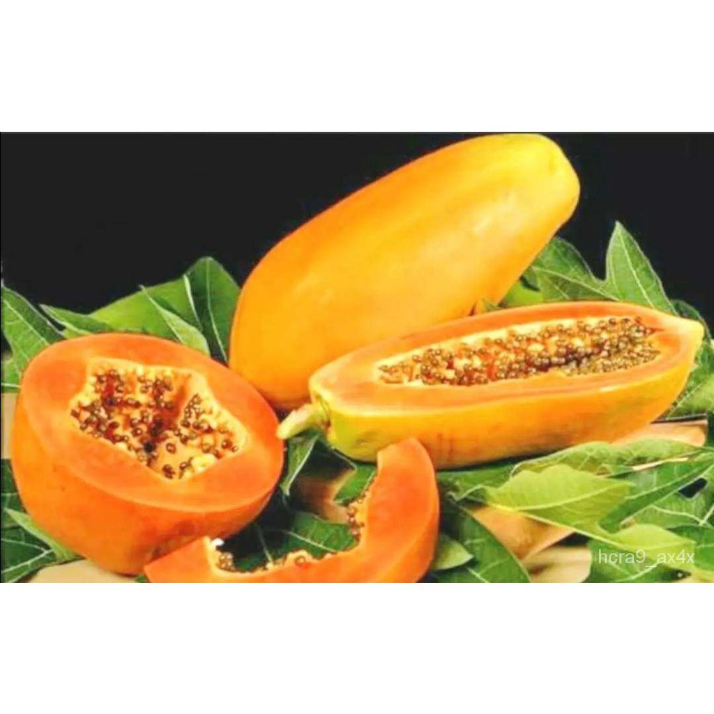 ผลิตภัณฑ์ใหม่-เมล็ดพันธุ์-2022เมล็ดพันธุ์มะละกอพันธุ์ฮอลแลนด์-papaya-seeds-holland-น้ำหนัก-5-กรัม-200-เมล็ด-ส-ขายดี-i