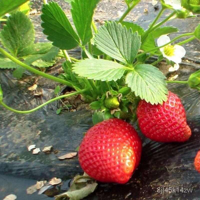 คุณภาพสูง-เมล็ด-เมล็ดสตอเบอรี่-strawberry-seeds-fruit-plants-bonsai-seeds-เมล็ดพันธุ์-สตรอเบ-ง่าย-ปลูก-สวนครัว-ขายดี-8