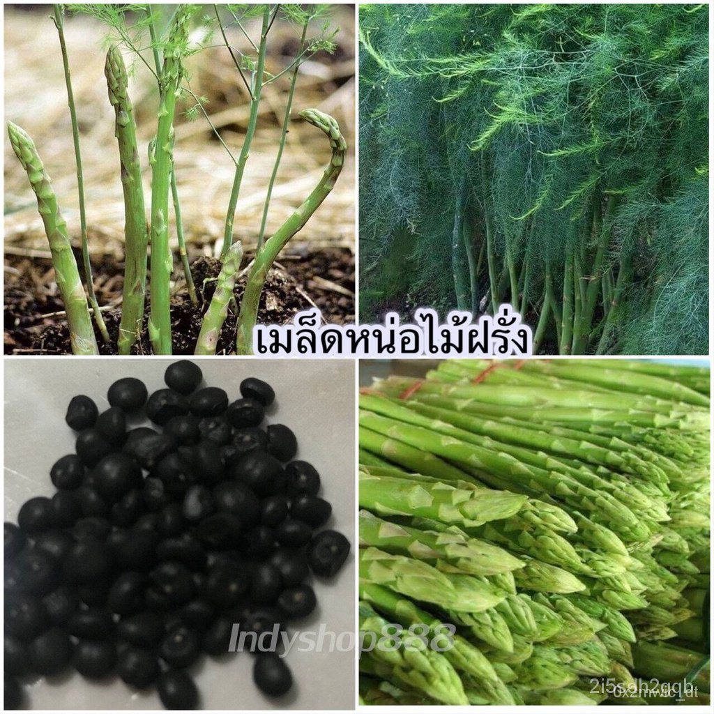 ผลิตภัณฑ์ใหม่-เมล็ดพันธุ์-เมล็ดพันธุ์คุณภาพสูงในสต็อกในประเทศไทย-พร้อมส่งหน่อไม้ฝรั่ง-20-เมล็ด-10-เเถม-1-คละไ-สวนครัว