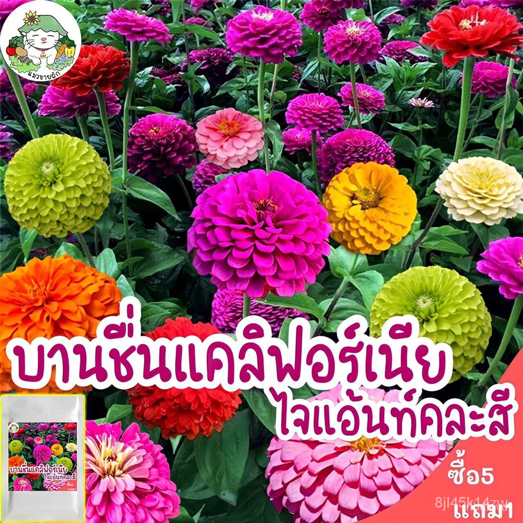 ผลิตภัณฑ์ใหม่-เมล็ดพันธุ์-จุดประเทศไทย-เมล็ดอวบอ้วน-รวมชุด-ดอกไม้-ปลูกง่าย-ดอกสวย-ทานตะวันแคระ-เดซี่ขาว-คาโมมา-ขายด-sv