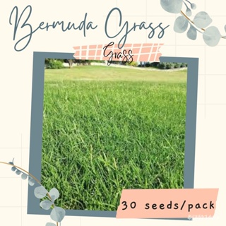 ผลิตภัณฑ์ใหม่ เมล็ดพันธุ์ จุดประเทศไทย ❤Bermuda Grass Seeds for Planting (30 seeds) GRASSเมล็ดอวบอ้วน 100% รอคอย/ขายดี Z