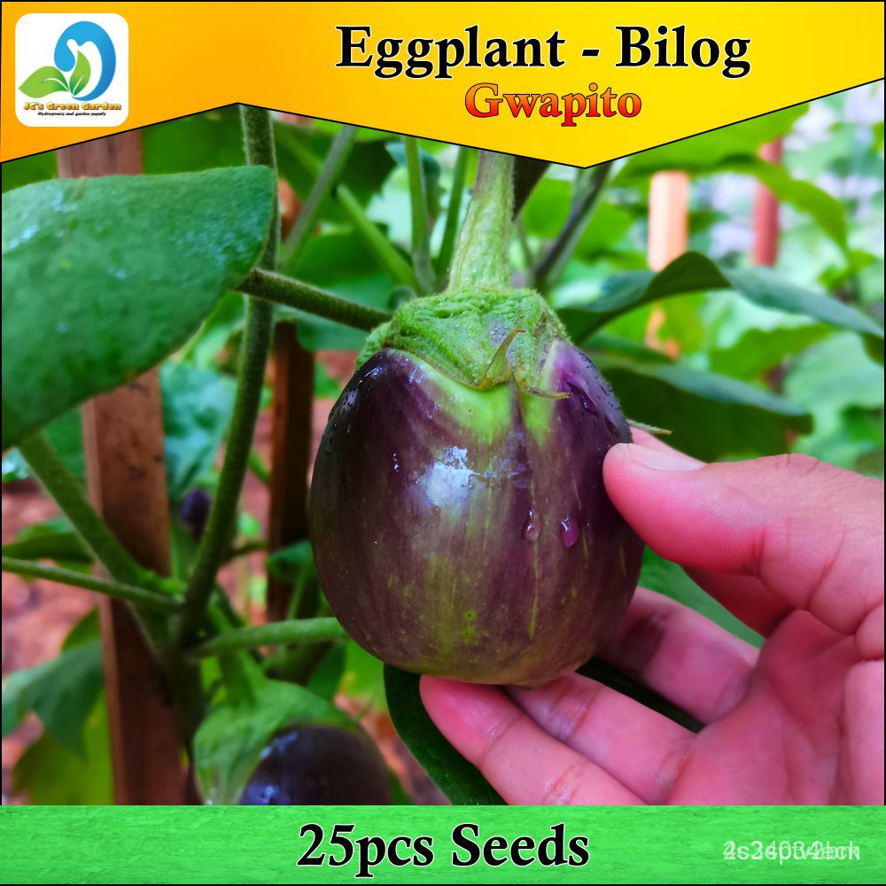 ผลิตภัณฑ์ใหม่-เมล็ดพันธุ์-จุดประเทศไทย-bilog-na-talong-eggplant-hybrid-1pack-25pcs-seedsเมล็ดอวบอ้วน-10-ขายดี-x