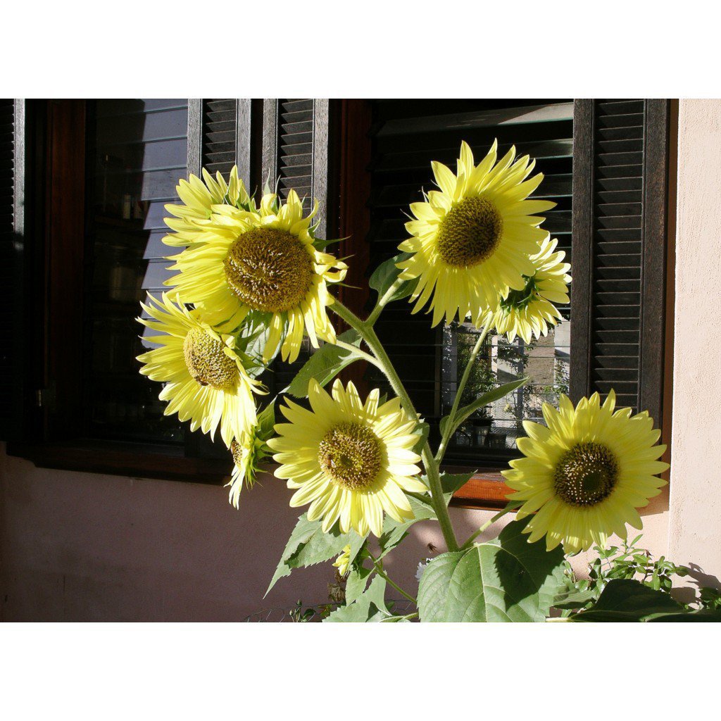 ผลิตภัณฑ์ใหม่-เมล็ดพันธุ์-เมล็ดพันธุ์-ทานตะวันเลม่อนควีน-lemon-queen-sunflower-seed-บรรจุ-20-เมล็ด-คุณภาพดี-ร-ขายดี-x