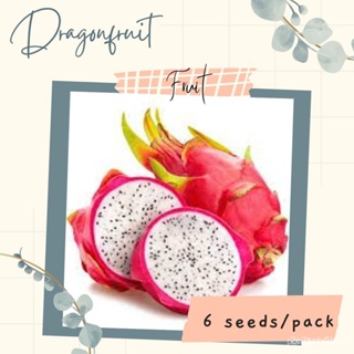 ผลิตภัณฑ์ใหม่ เมล็ดพันธุ์ จุดประเทศไทย ❤Dragonfruit Seeds for Planting (6 seeds) FRUITเมล็ดอวบอ้วน 100% รอคอยที่/ขายดี T