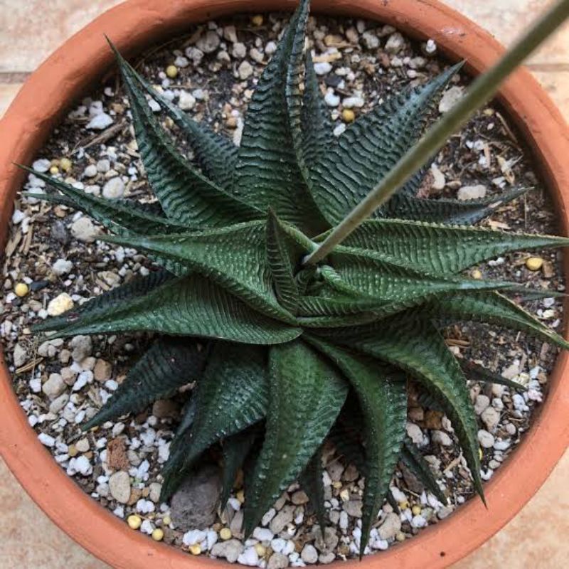 ม้าเวียน-haworthia-limifolia-ไม้อวบน้ำ-แคคตัส-ไม้แคระ-กระถาง-2-นิ้ว