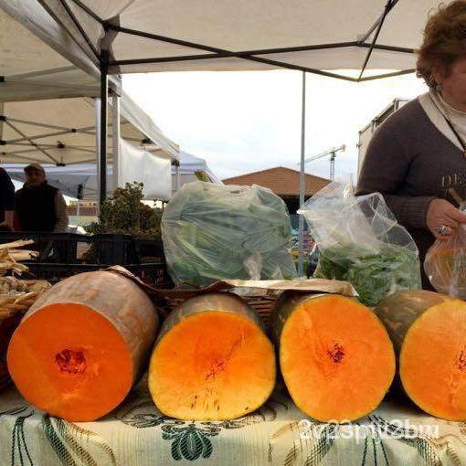 ผลิตภัณฑ์ใหม่-เมล็ดพันธุ์-2022เมล็ดอวบอ้วน-ฟักทองเนเปิลยาว-long-of-naples-squash-seed-บรรจุ-10-เมล็ด-คุณภาพดี-ขายดี-e