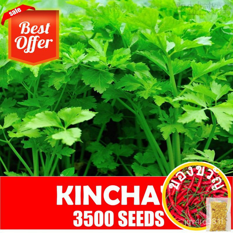 Kinchay-เมล็ดสมุนไพร Stings/ของเล่น/กางเกง/ผ้า/ทานตะวัน/รองเท้า ...