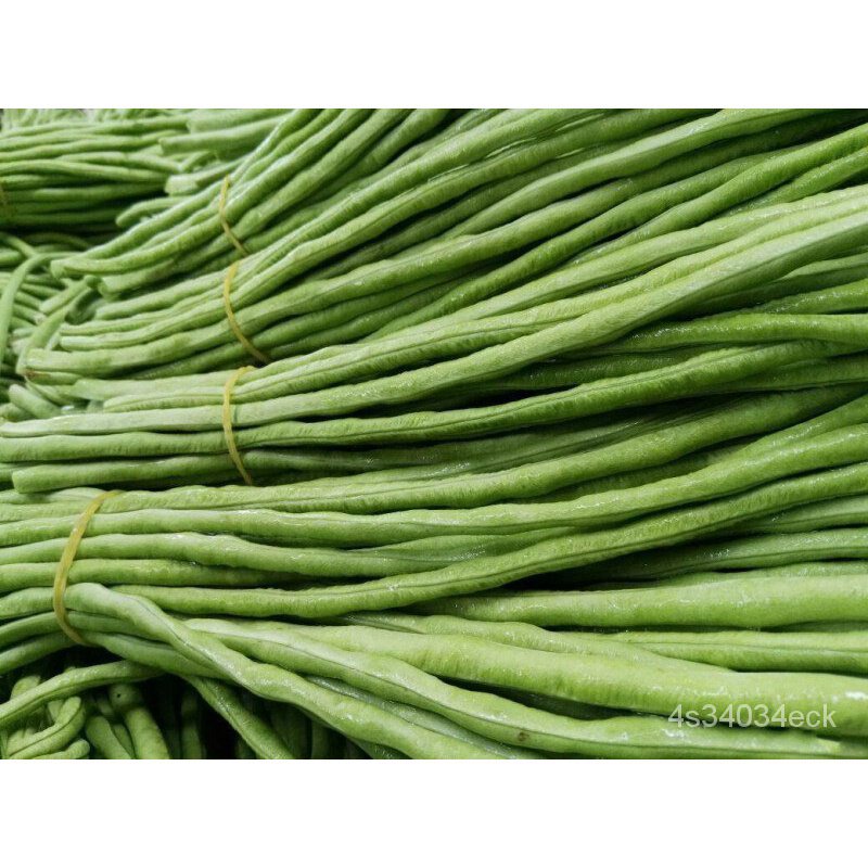 ผลิตภัณฑ์ใหม่-เมล็ดพันธุ์-2022เมล็ดพันผัก3a-50เมล็ด-long-bean-seeds-vegetable-เมล็ดพัน-เมล็ดผักต่างๆ-พันธุ์ผัก-เ-สวนครัว