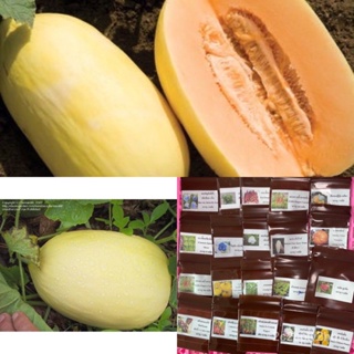 （คุณภาพสูง เมล็ด）เมล็ดพันธุ์ เมล่อนไลลี่ (Lily Melon F1 Melon Seed) บรรจุ 5 เมล็ดผลสีเหลืองสว/ง่าย ปลูก สวนครัว /ขายดี E