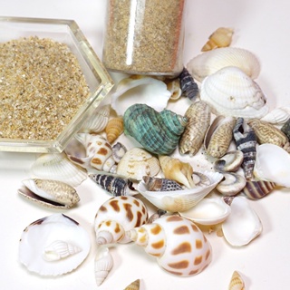 Chk ไส้ทรายเรซิ่น อีพ็อกซี่ รูปเปลือกหอย ขนาดเล็ก สําหรับทําเครื่องประดับ DIY 1 แพ็ค