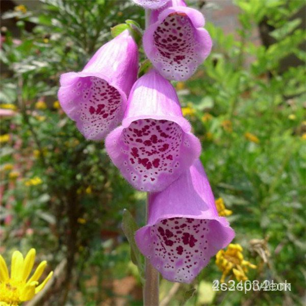 ผลิตภัณฑ์ใหม่-เมล็ดพันธุ์-foxglove-seeds-50-pcs-garden-rare-flower-seeds-potted-purple-foxglove-seeds-bonsai-p-ขายดี-3