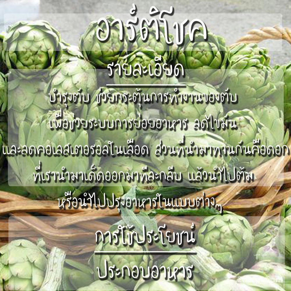 ผลิตภัณฑ์ใหม่-เมล็ดพันธุ์-จุดประเทศไทย-เมล็ดอวบอ้วน-อาร์ติโชค-30-เมล็ด-green-globe-artichoke-seed-เมล็ดอวบอ้วนแ-ขายด-gt