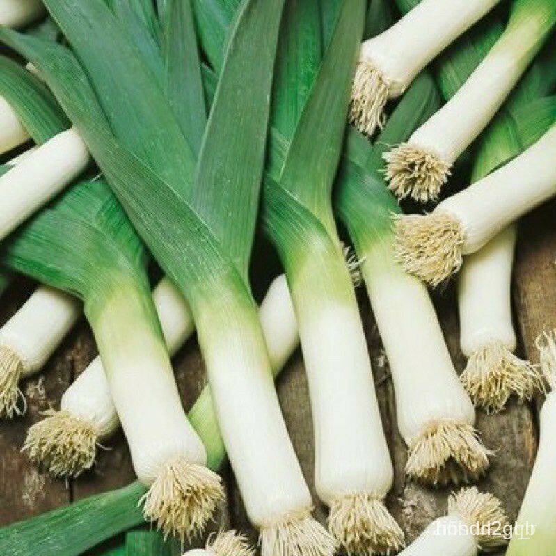 ผลิตภัณฑ์ใหม่-เมล็ดพันธุ์-2022เมล็ดอวบอ้วน-กระเทียมต้น-american-flag-leek-seed-บรรจุ-50-เมล็ด-คุณภาพดี-ของแท้-คล-เ-g3f