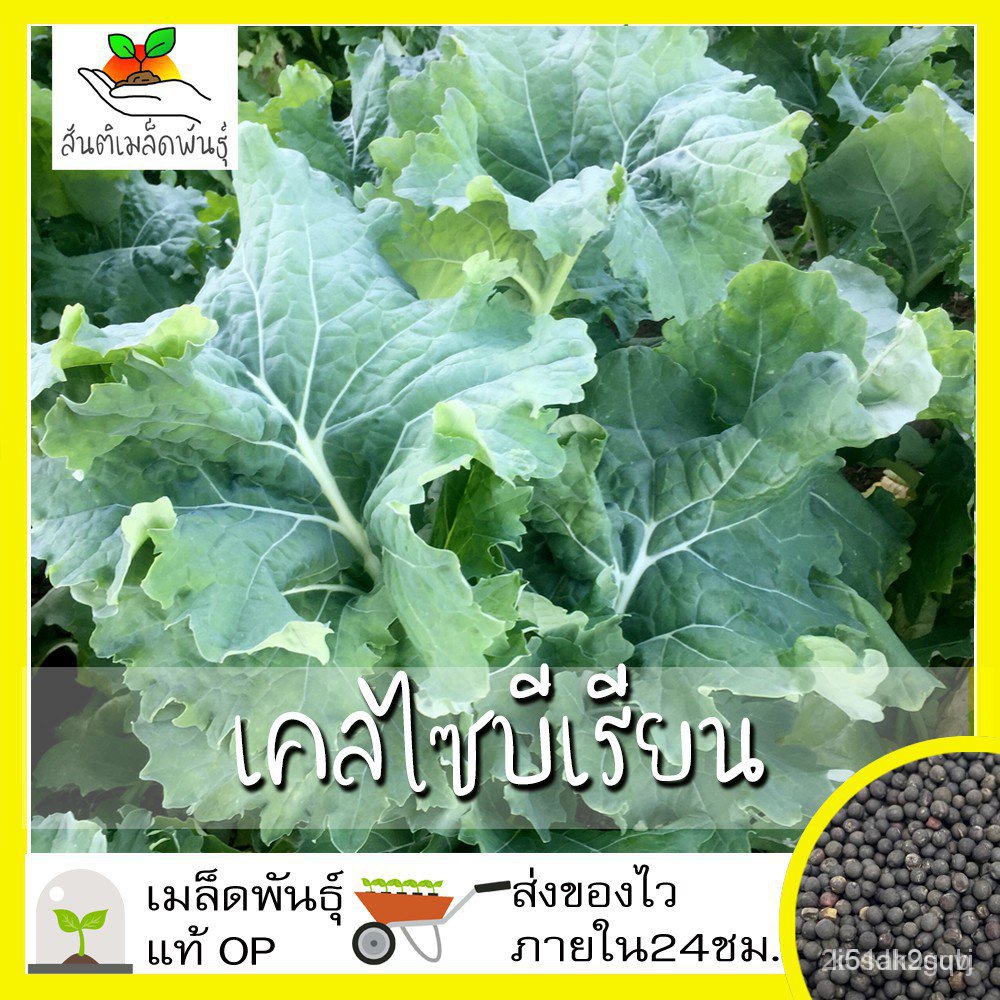 ผลิตภัณฑ์ใหม่-เมล็ดพันธุ์-เมล็ดพันธุ์-เคลไซบีเรียน-500-เมล็ด-siberian-kale-seed-เมล็ดพันธุ์แท้100-นำเข้าจากต่างปร-เมล็ด