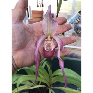 ผลิตภัณฑ์ใหม่ เมล็ดพันธุ์ 202230 เมล็ดอวบอ้วน เมล็ดกล้วยไม้ กล้วยไม้ กล้วยไม้เอื้อง (Phragmipedium Orchids) Orc คล/ขา A4