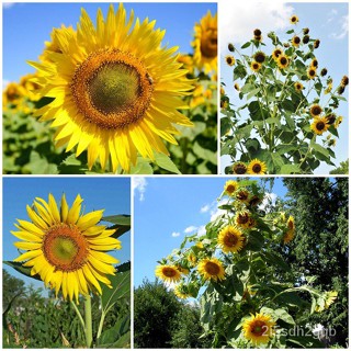 （คุณภาพสูง เมล็ด）เมล็ดพันธุ์ ทานตะวัน สกายสแคปเปอร์ (Skyscraper Sunflower Seed) บรรจุ 15 เมล็/ง่าย ปลูก สวนครัว /สวนครัว