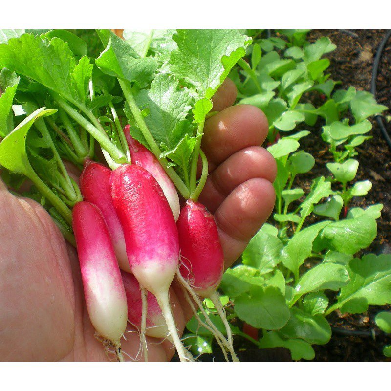 คุณภาพสูง-เมล็ด-เมล็ดพันธุ์-เรดิสฝรั่งเศส-เบรคฟาส-french-breakfast-radish-seed-บรรจุ-200-เ-ง่าย-ปลูก-สวนครัว-ขายดี-j