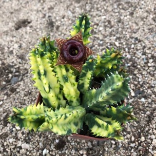 เก๋งจีนด่าง✨  Huernia Zebrina Variegata