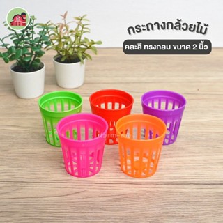 กระถางกล้วยไม้ 2นิ้วสีสรร color สีแฟนซี แพ๊ค50ใบ กระถางพลาสติก2นิ้ว