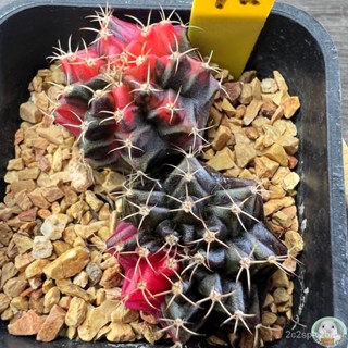 （คุณภาพสูง เมล็ด）(Y14) ต้นยิมโนด่าง คัดพิเศษ ไม้เมล็ด - (gymnocalycium) - แคคตัส/ง่าย ปลูก สวนครัว เมล็ด/ขายดี 1CU4