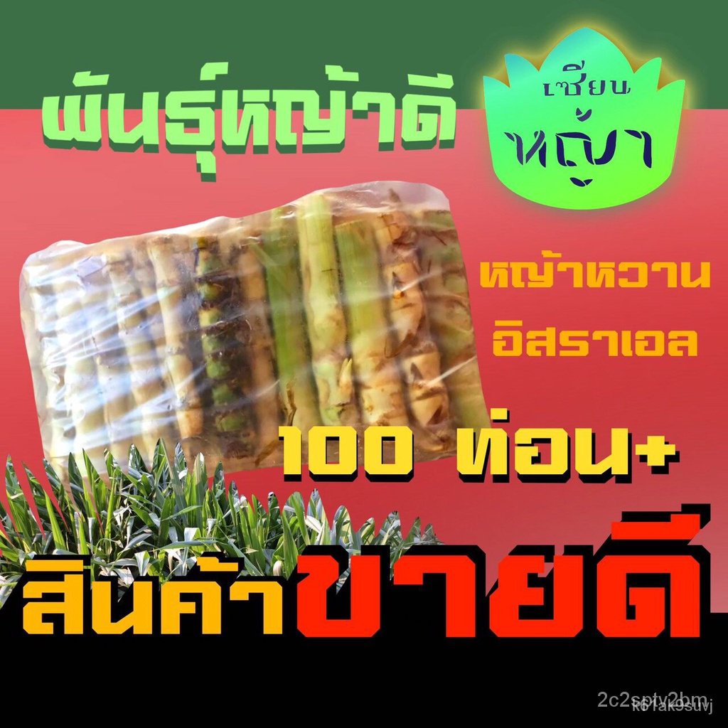 ผลิตภัณฑ์ใหม่-เมล็ดพันธุ์-จุดประเทศไทย-เมล็ดพันธุ์ท่อนพันธุ์-หญ้าหวานอิสเอล-หญ้าหวานอิสราเอล-แพคละ-100-ท่อน-หญ้-สวนครัว