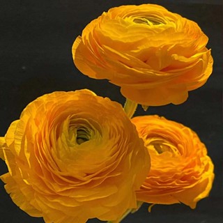 Ranunculus ball เมล็ดดอกโบตั๋นในร่มและกลางแจ้ง กระถางต้นไม้ ให้อาหารแก่กล้าไม้