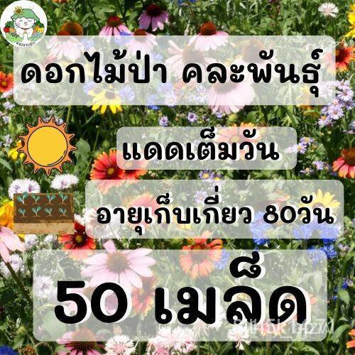 ผลิตภัณฑ์ใหม่-เมล็ดพันธุ์-เมล็ดพันธุ์คุณภาพสูงในสต็อกในประเทศไทย-พร้อมส่ง-ะให้ความสนใจของคุณเมล็ดอวบอ้วน-ดอกไม้ป-ขายดี-y