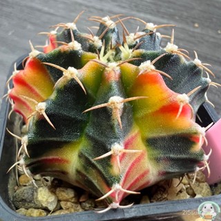 (LP40) ต้นยิมโนด่าง คัดพิเศษ ไม้เมล็ด - (gymnocalycium) - แคคตัส/ง่าย ปลูก สวนครัว เมล็ด/ผักสลัด UPLY