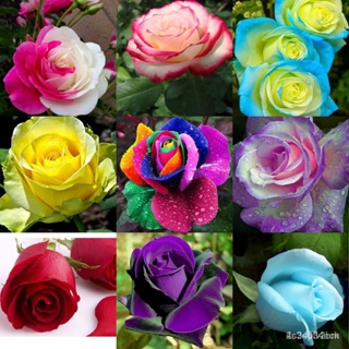 ผลิตภัณฑ์ใหม่ เมล็ดพันธุ์ จุดประเทศไทย ❤Rainbow Rose Holland Gorgeous Rare Flower Seeds Mixed Variety (15/30/50)เม/เ IAM