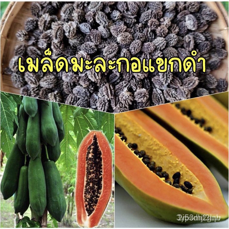 ผลิตภัณฑ์ใหม่-เมล็ดพันธุ์-เมล็ดพันธุ์คุณภาพสูงในสต็อกในประเทศไทย-พร้อมส่ง-ะให้ความสนใจของคุณเมล็ดมะละกอแขกดำดำเ-คล-เ-4yq