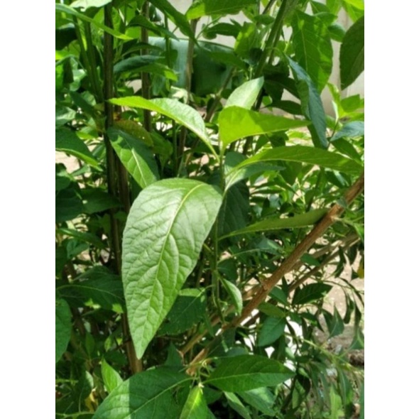 fresh bitter leaf for Africa foods 1kg. Shopee Thailand