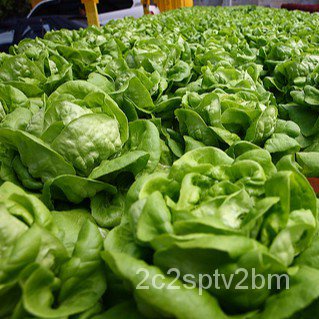 คุณภาพสูง-เมล็ด-เมล็ดผักกาดหอมบัตเตอร์เฮดปลูกง่ายปลูกใส่กระถางได้-ง่าย-ปลูก-สวนครัว-เมล็ด-อินทรีย์-9qhb