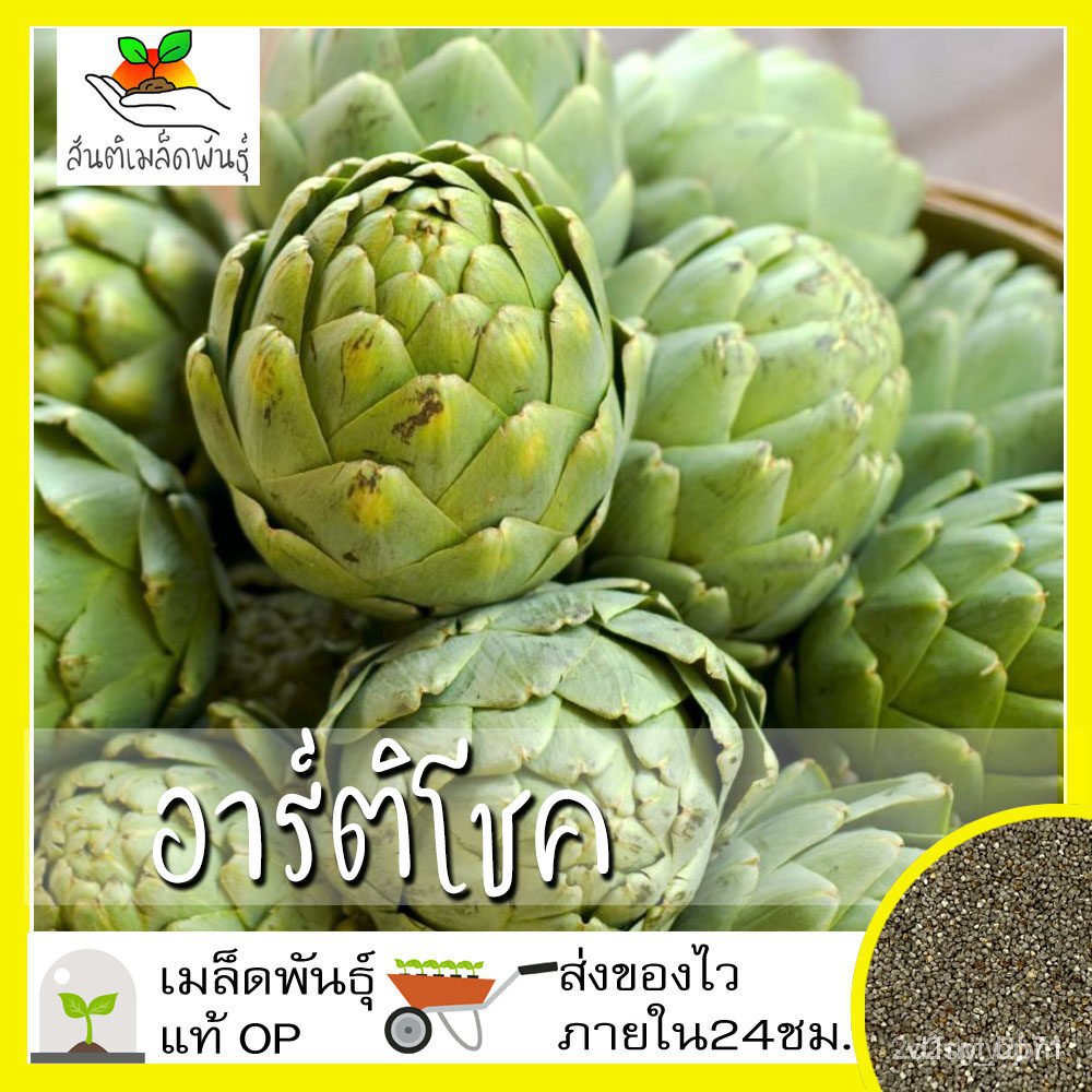 ผลิตภัณฑ์ใหม่-เมล็ดพันธุ์-จุดประเทศไทย-เมล็ดอวบอ้วน-อาร์ติโชค-30-เมล็ด-green-globe-artichoke-seed-เมล็ดอวบอ้วนแ-ขายด-gt