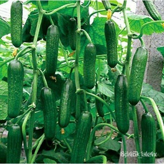 ผลิตภัณฑ์ใหม่ เมล็ดพันธุ์ สปอตสินค้า❤เมล็ดอวบอ้วน แตงกวาดัช (Dutch Green Cucumber Seed) บรรจุ 10 เมล็ดเมล็ดอวบอ้/ขายดี T