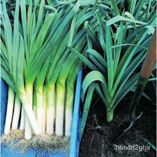 ผลิตภัณฑ์ใหม่ เมล็ดพันธุ์ 2022เมล็ดอวบอ้วน กระเทียมต้น (American Flag Leek Seed) บรรจุ 50 เมล็ด คุณภาพดี ของแท้ คล/เ G3F