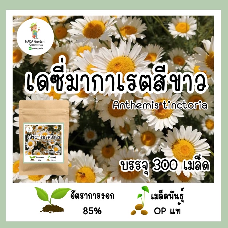 เมล็ดพันธุ์เดซี่มากาเรตสีขาว 𝑨𝒏𝒕𝒉𝒆𝒎𝒊𝒔 𝒕𝒊𝒏𝒄𝒕𝒐𝒓𝒊𝒂 บรรจุ 300เมล็ด อัตราการ ...