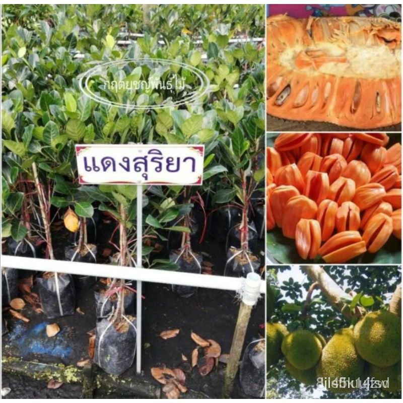 ผลิตภัณฑ์ใหม่-เมล็ดพันธุ์-เมล็ดพันธุ์คุณภาพสูงในสต็อกในประเทศไทย-พร้อมส่งต้นขนุนแดงสุริยา-กิ่งทาบ-60cm-พันธุ์แท้-ขายดี-g