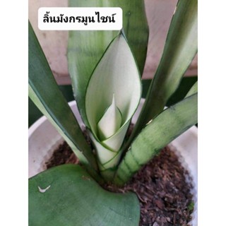 ไม้ฟอกอากาศ ต้นลิ้นมังกรมูนไชน์ ฟอกอากาศ น่ารัก ตกแต่งห้องทำงาน ห้องนอน
