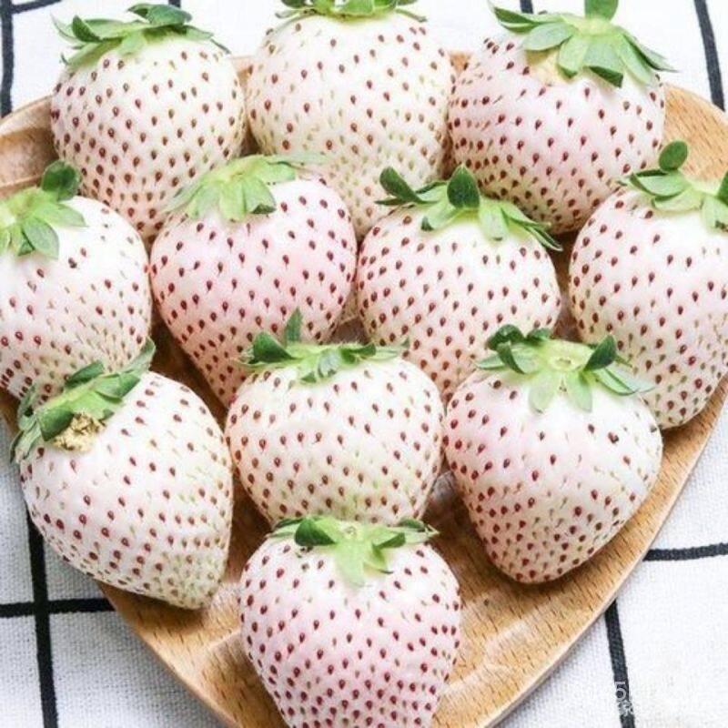 คุณภาพสูง-เมล็ด-100-pcs-strawberry-seeds-fruit-seeds-พันธุ์ไม้ผล-เมล็ดพันธุ์-ไม้ประดับ-ต้นไม-ง่าย-ปลูก-สวนครัว-ขายด-vs