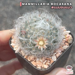 ผลิตภัณฑ์ใหม่ เมล็ดพันธุ์ สปอตสินค้า❤แมมขนแมว Mammillaria Bocasana แคคตัส กระบองเพชร cactus&amp;succulentเมล็ดอวบอ้ คล/เ P4P