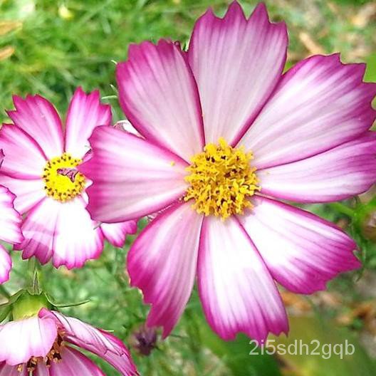 คุณภาพสูง-เมล็ด-ดาวกระจายพิโคที-picotee-cosmos-flower-สวนครัว-ผัก-ปลูก-สวนครัว-คละ-สวนครัว-hb6x