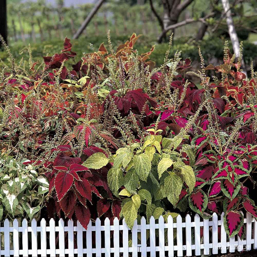 ผลิตภัณฑ์ใหม่-เมล็ดพันธุ์-2022เมล็ดอวบอ้วน-ฤาษีผสม-coleus-hybridus-rainbow-100-เมล็ด-เมล็ดอวบอ้วนนำเข้าจาก-อังก-ดอก-smf