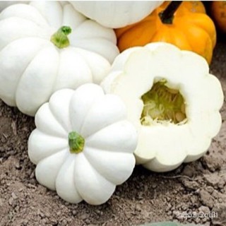 ผลิตภัณฑ์ใหม่ เมล็ดพันธุ์ 2022เมล็ดอวบอ้วน ฟักทอง แคสเปอริต้า (Casperita Pumpkin F1 Seed) บรรจุ 2 เมล็ดเมล็ดอวบ คล/ขา YE