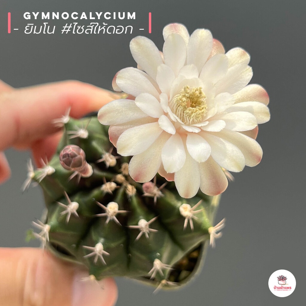 ยิมโน-ไซส์ให้ดอก-gymnocalycium-ไม้อวบน้ำ-cactus-amp-succulent