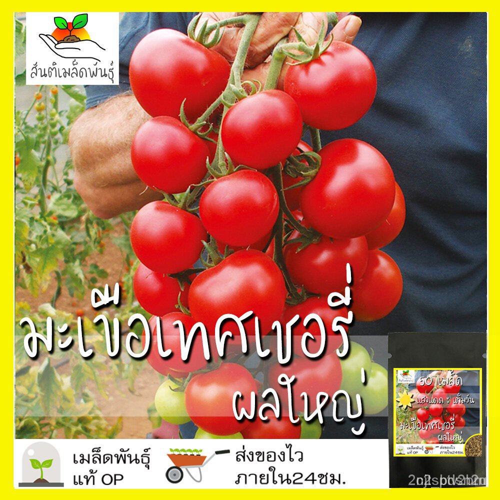 ผลิตภัณฑ์ใหม่-เมล็ดพันธุ์-เมล็ดอวบอ้วน100-เมล็ดพันธุ์-มะเขือเทศเชอรี่-ผลใหญ่-50-เมล็ด-large-red-cherry-tomato-ขายด-ps